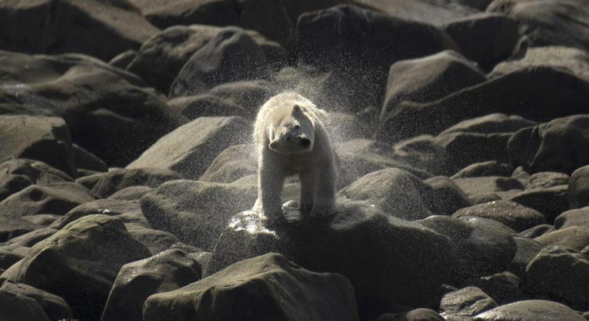 Szokatlan és gyors változást vettek észre a jegesmedvéknél