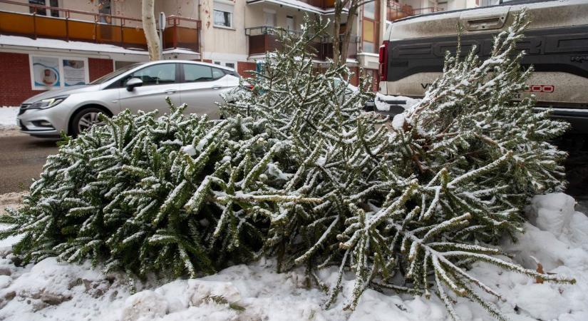 Ezt teheti, ha nem vitték el a fenyőfát vagy a hulladékot – fotók