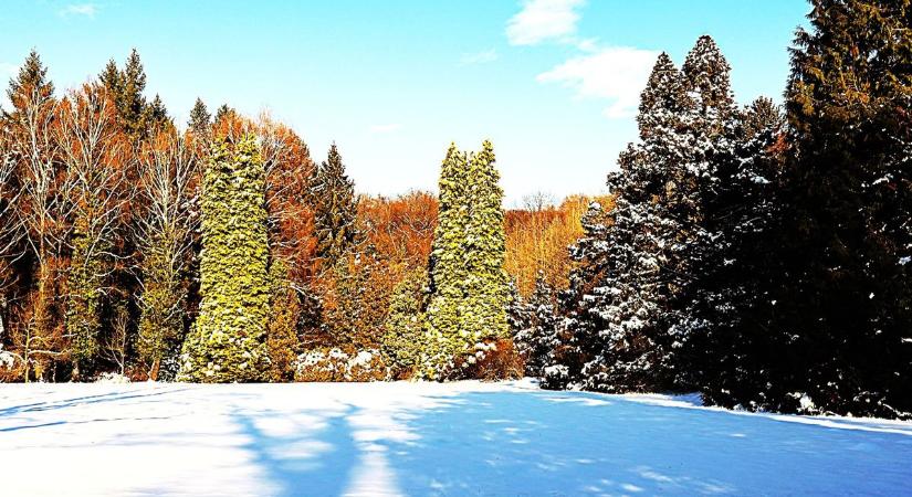 Érintetlen fehér lepelben... – az arborétum télen is lenyűgöző (galéria)