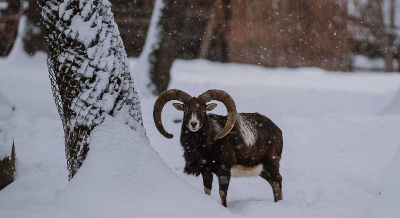 Több mint háromszázezer látogató járt 2025-ben a marosvásárhelyi állatkertben