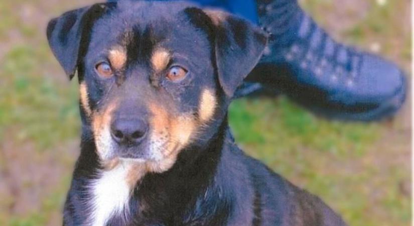 Ez is ritka: az önkormányzat ajánlja örökbefogadásra az elkóborolt kutyust