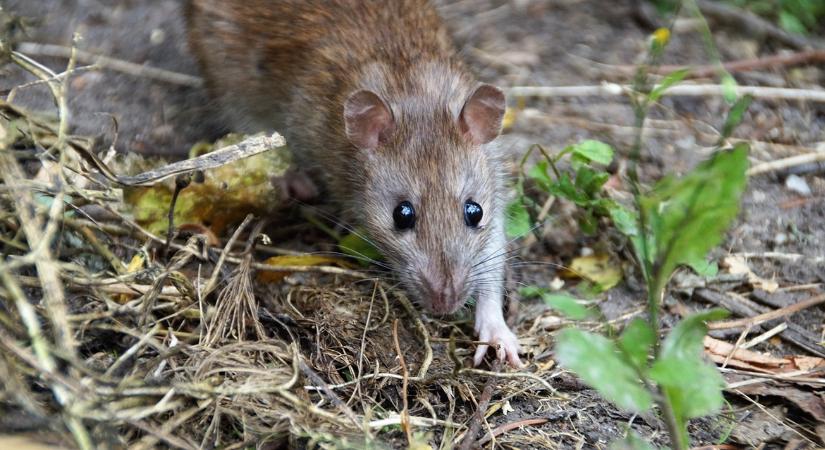Véralvadásgátló szerekkel a rágcsálók ellen: nem akárki használhatja