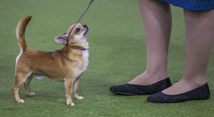 Mennyi farkasgén maradt a kutyában?