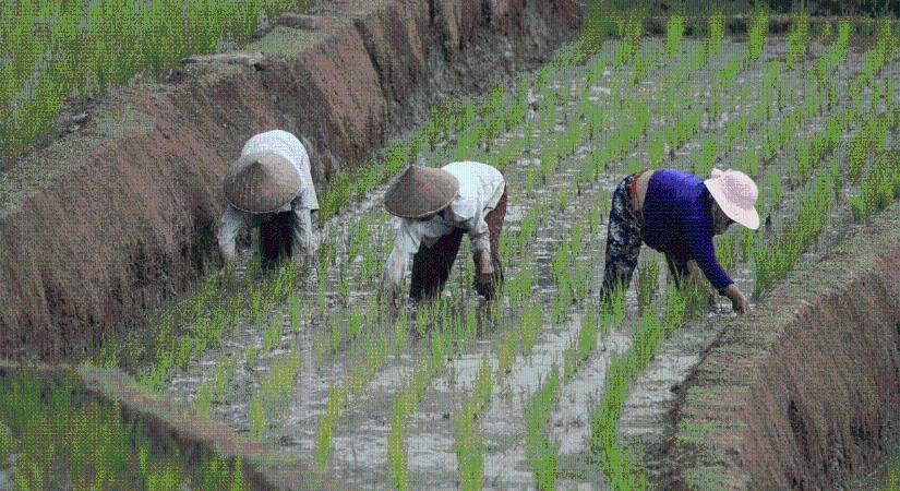 Tovább zuhant decemberben a FAO élelmiszerár-indexe
