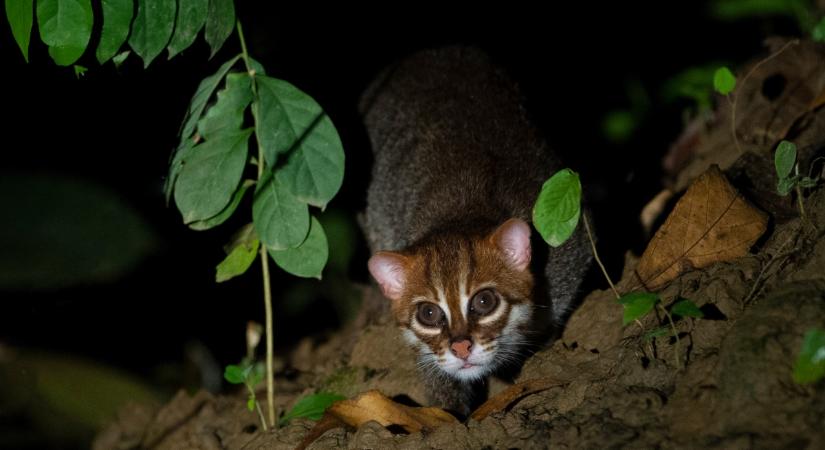 30 éve nem látott macskakülönlegesség bukkant fel Thaiföldön