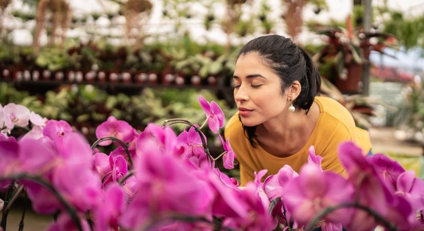 10 szobanövény, ami jó szerencsét, harmóniát és bőséget hozhat az otthonodba