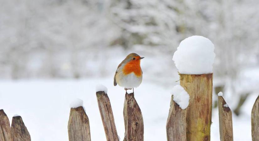 Ezt a madáretetőt gyerekekkel is könnyű elkészíteni: 5 perc alatt kész van