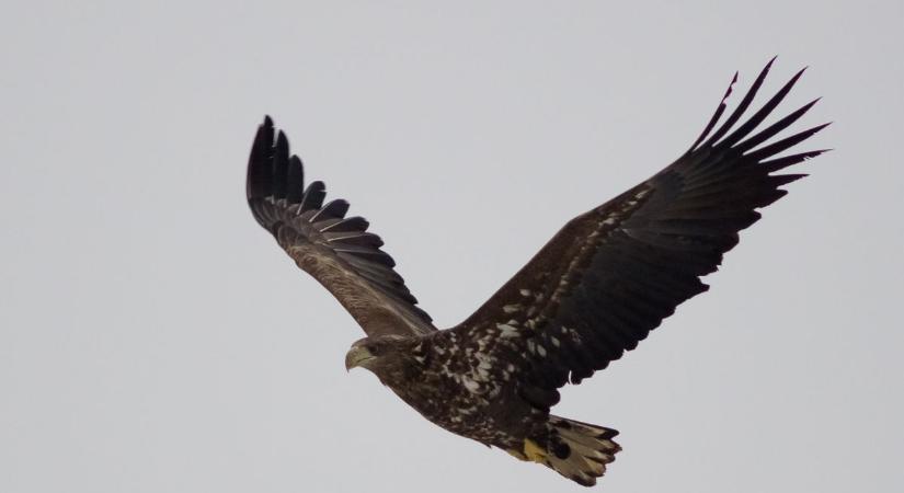 Látszólag csend van a csanádi pusztákon, de egyetlen szárnycsapás felkavar mindent
