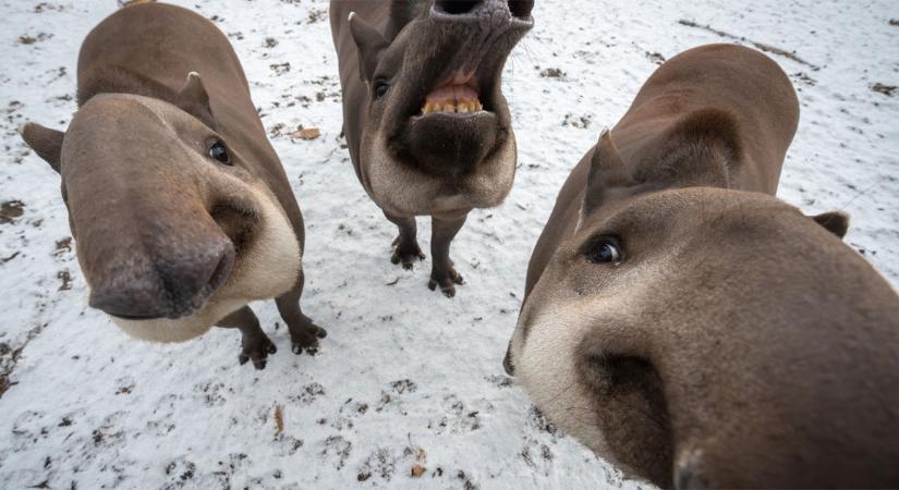 A nap fotója a debreceni állatkertből érkezett