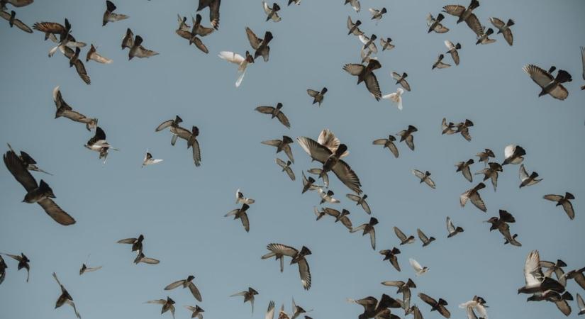 Szoros volt a szavazás, mégis döntés született: megvan az év madara 2026-ban