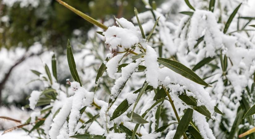 Mi lesz a leanderekkel ebben a havas, hideg időben? Ezeket feltétlenül tudnia kell!