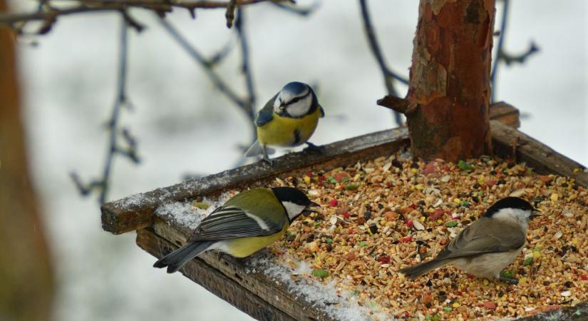 A fagyos napok sok madár életébe kerülnek – így segíthetsz most rajtuk