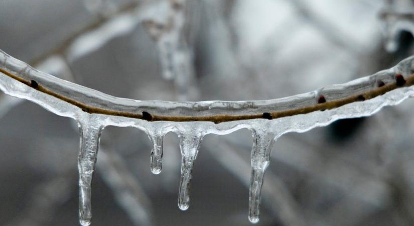 Ezért okozhat tragédiát a kertben a januári metszés