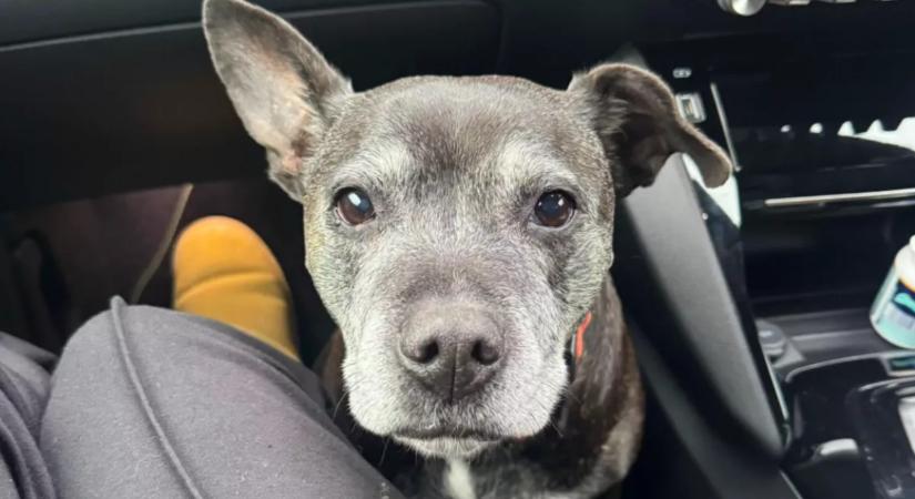 Kutyát talál az ajtaja előtt a nő, és nem akar elmenni: aztán döntést hoz