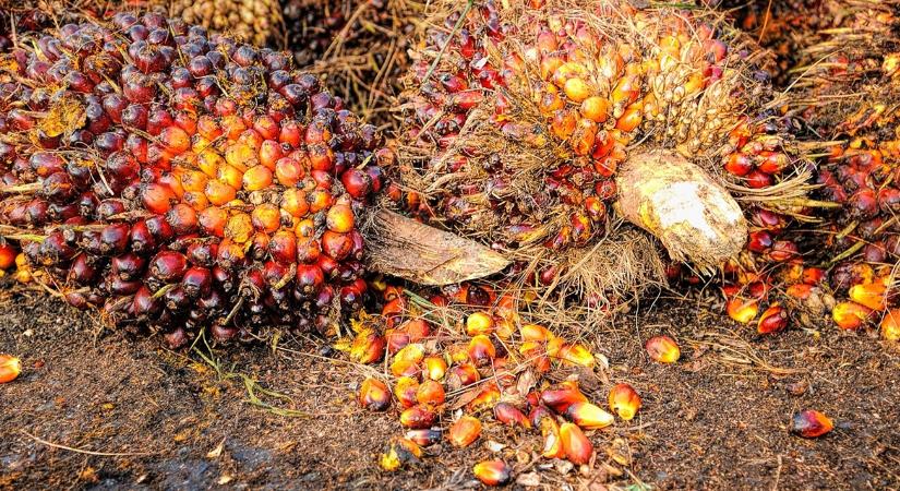 Munkaigényes, de kifizetődő: jövedelmező befektetés lehet ez az ágazat