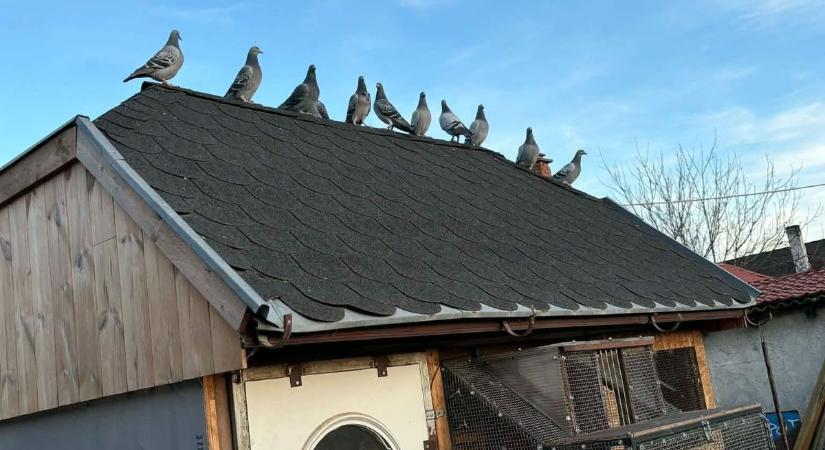 A sport, ahol a győzelem szó szerint az égből érkezik - íme a postgalambászat