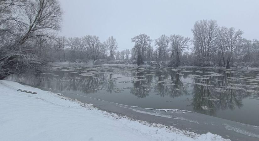 Megdöbbentő szépség: séta az ártéri erdőben és a Marosnál – galériával, videóval!