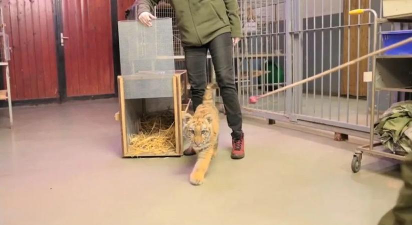 A tiszafüredi kistigris már nem kicsi, megharapta gondozóját is - Ide szállítják át!
