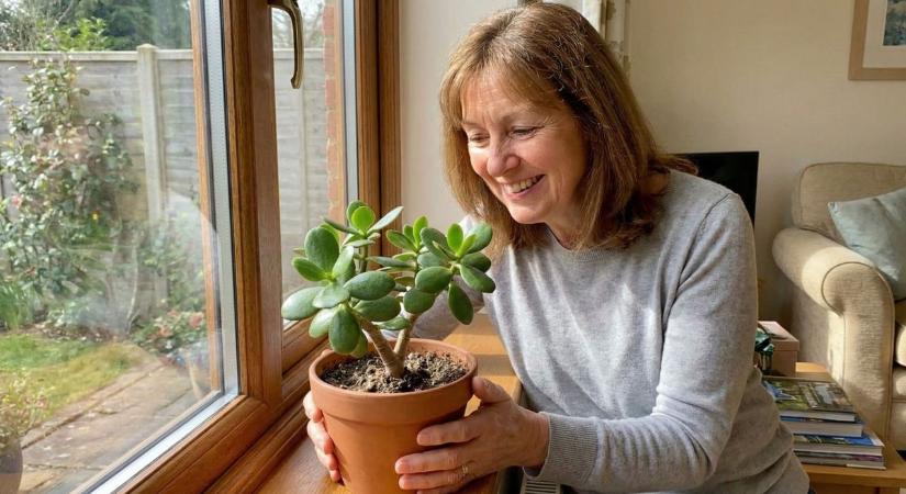 Így kerüld el a balszerencsét! Ez a Feng Shui növény hozza el a bőséget az otthonodba