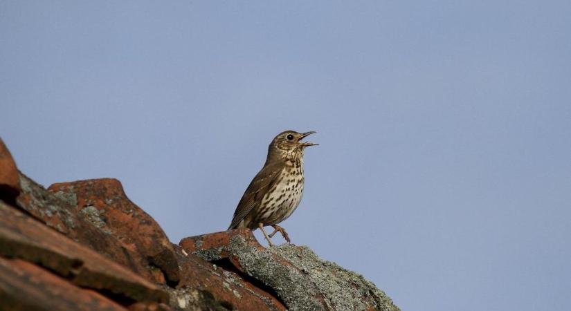 Az egyik legszebb hangú madarunk lett az Év madara