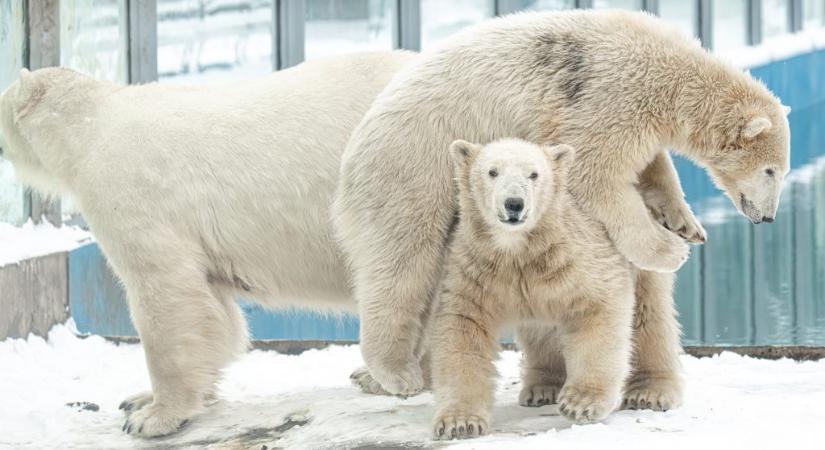 „A buli folytatódik” – újabb videón a nyíregyházi jegesmedvék