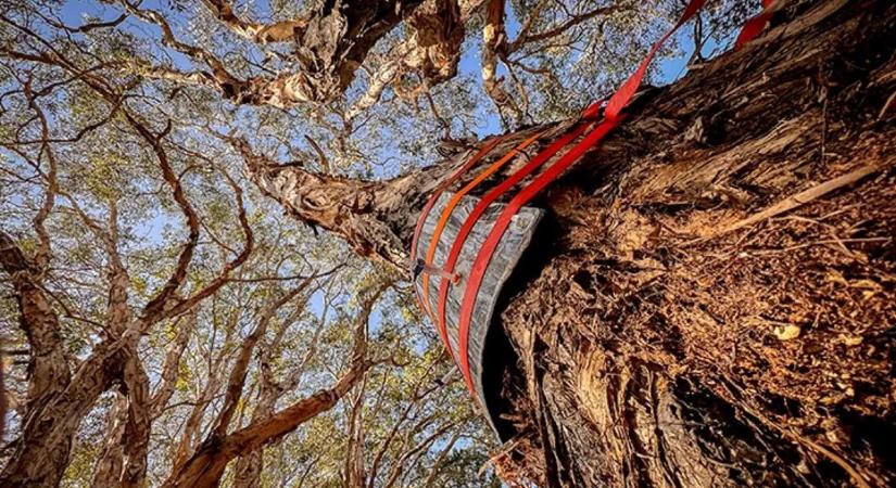 Ezek a mikrobák eltávolítják az üvegházgázokat a levegőből