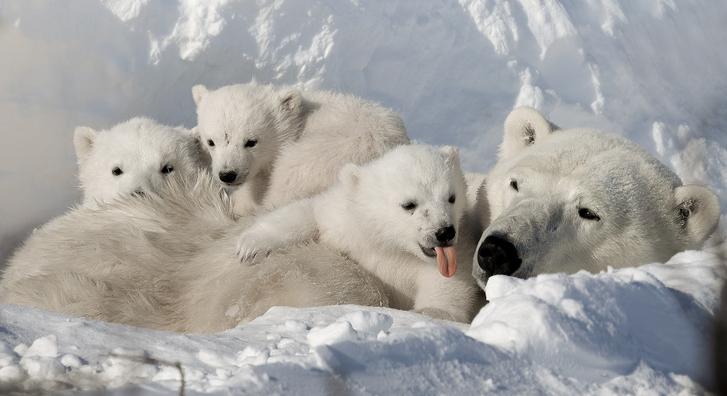 Cukiságriadó a sarkvidékről, elolvadunk a szundikáló jegesmedvebocsoktól