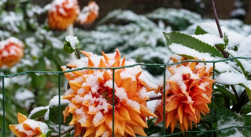 Gyönyörű kertet szeretnél a hidegben is? 5 virág, amely télen virágzik igazán