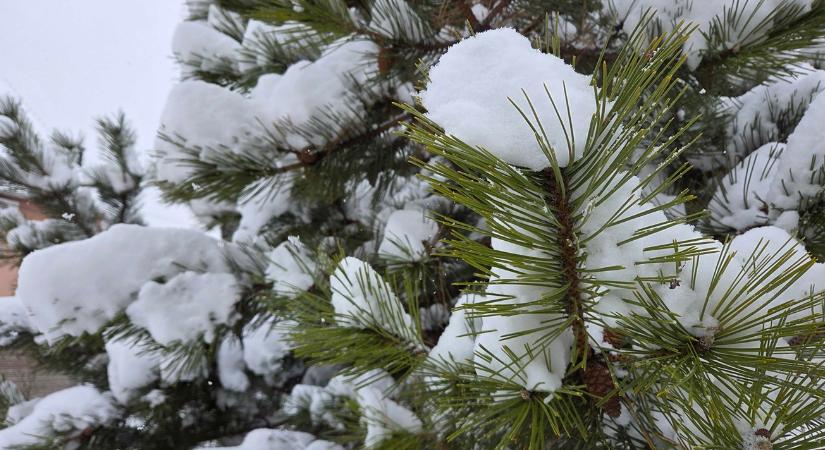 Örökzöldek téli szomjúsága: mikor „kell” öntözni hidegben?