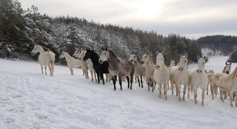 Mínuszok ide vagy oda: a lipicai kancák csikóikkal benyargalták a havas szilvásváradi völgyet fotók, videó