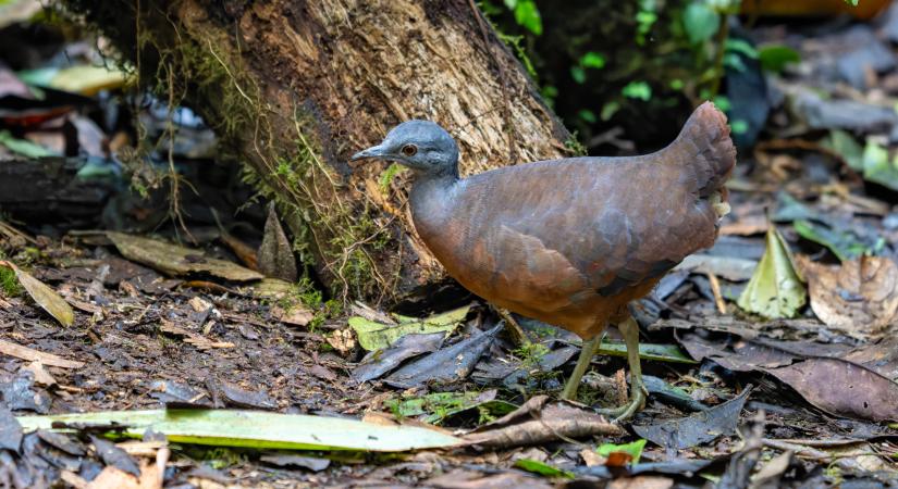 Ezeket a furcsa, új állatfajokat fedezték fel 2025-ben: köztük van a csacsapoja egéroposszum és a palamaszkos tinamu is