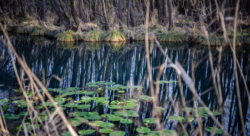 Új felhívás támogatja a természetközeli és vizes élőhelyek kialakítását