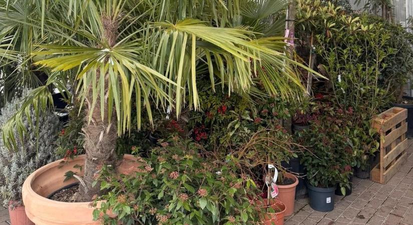 Mit tegyünk az olajfákkal és a mediterrán növényekkel a tartós fagy idején? - itt az egyik szombathelyi kertészet mentőöve
