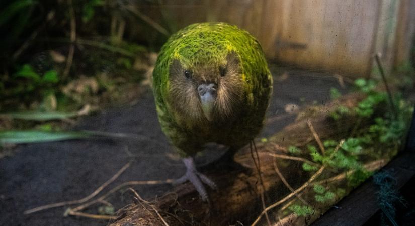 Négy év után fellángolt a szerelem - ennek az egész világ örülhet