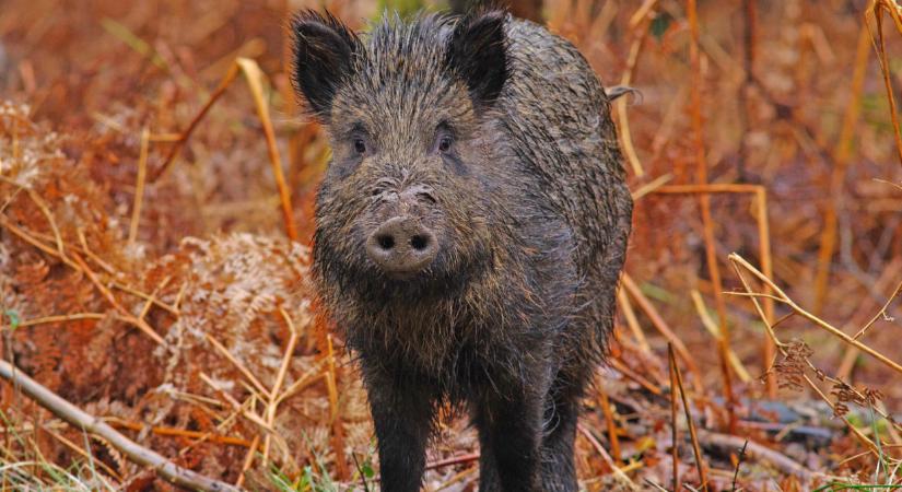 Fokozódik a járványhelyzet ebben a térségben: újabb eseteket találtak