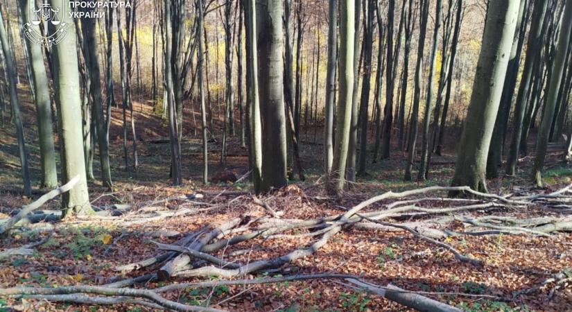 Kárpátalján két erdész ellen emeltek vádat jogtalan fakivágások miatt, közel 1 millió hrivnya kárt okoztak
