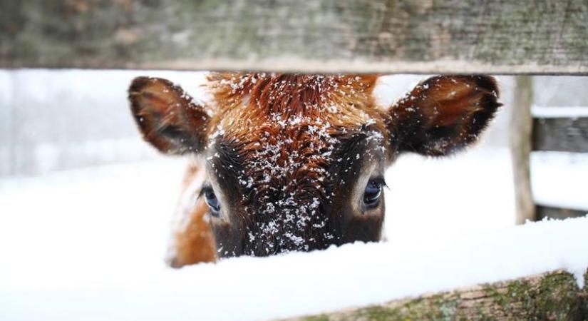 Elbűvölő pillanat egy bociról, aki hópelyheket eszeget: ennél aranyosabbat ma nem látsz