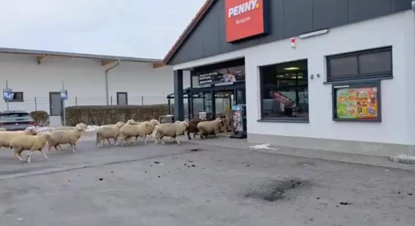 50 birka tört be egy német Penny Marketbe, az italosztályon randalítoztak