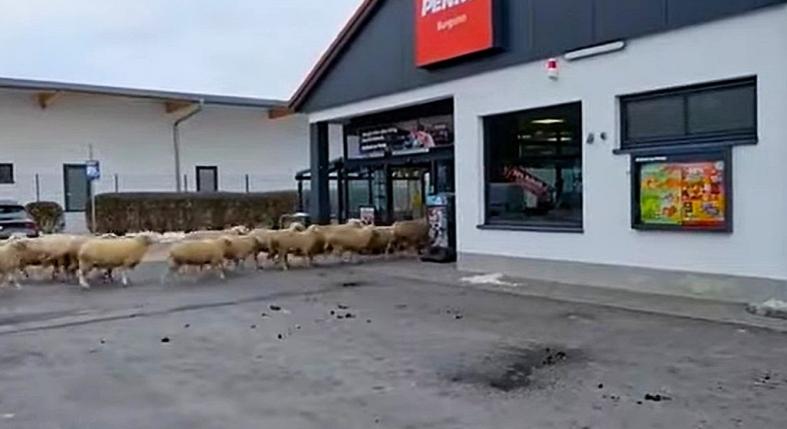 50 birka sétált be egy Penny Marketbe – az italosztály bánta a váratlan látogatást