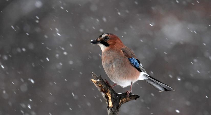 Durva fagyokkal indul a jövő hét