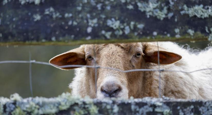 Ötven szomjas birka berontott egy bajorországi Penny Marketbe és azonnal megrohamozta az italpultot
