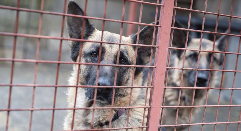 Mikor a hidegtől még a kutya vize is befagy – segítséget kér az egri menhely