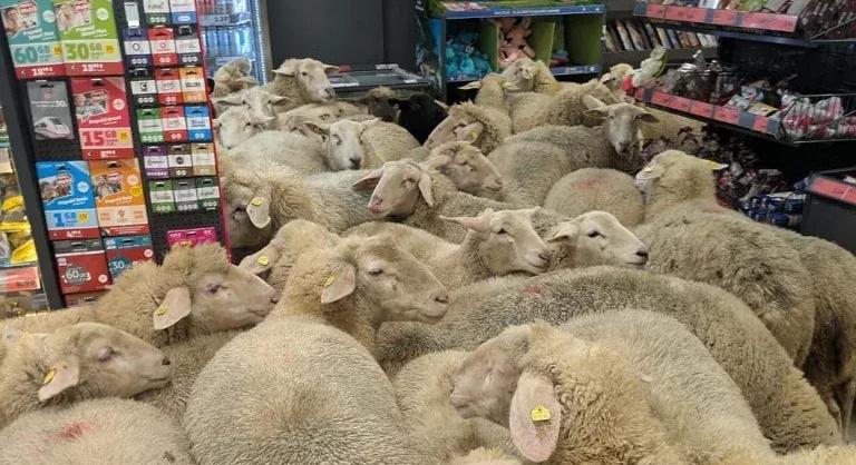 50 birka szabadult be egy németországi szupermarketbe, békésen körbenéztek, majd visszatértek a nyájukhoz