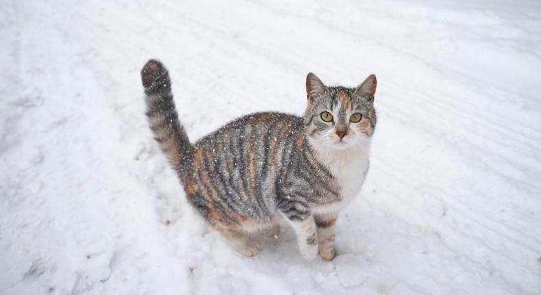 Honnan lehet tudni, hogy fázik a kinti macska? Ezt tedd, hogy megóvd a hidegtől!