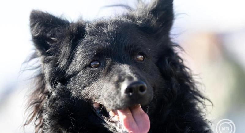 Kiderült, hogy okosabbak a kutyák, mint hinnénk