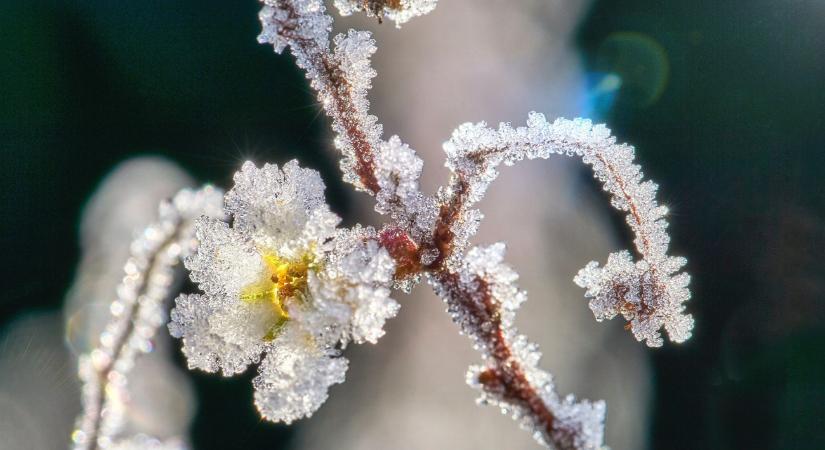 Jól jött a fagy a konyhakerteknek