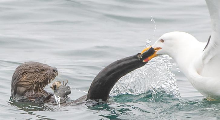 Halra fájt a bélpoklos sirály foga, vidrafarok lett a zsákmány