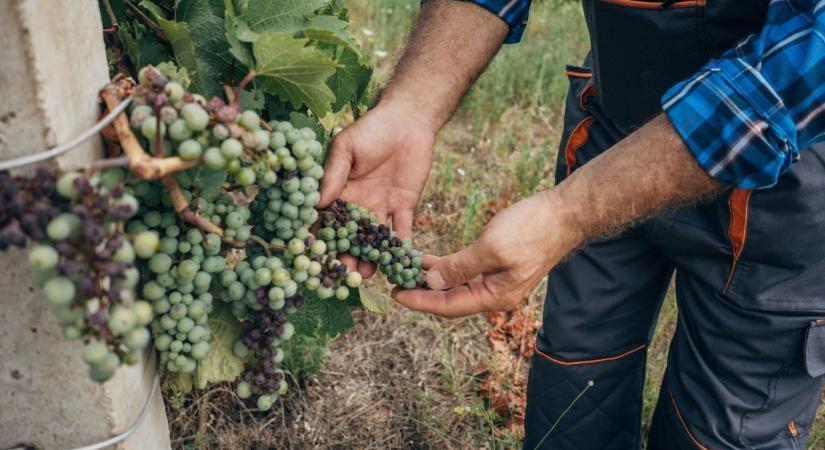 A borágazatban az alkalmazkodóképesség az egyik legfontosabb tényező