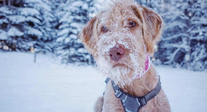 Baj-e, ha a kutya megeszi a havat?