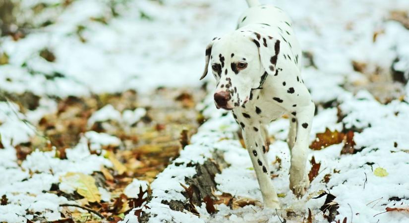 Kutyával albérletet találni Zalában? Az ingatlanértékesítő válasza minket is meglepett